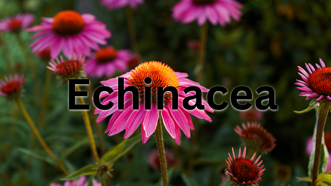 Learn the Herb: Echinacea (Echinacea purpurea) 🌿