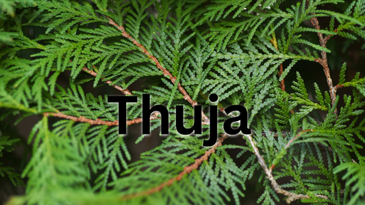 Learn the Herb: Thuja (Thuja occidentalis) 🌿