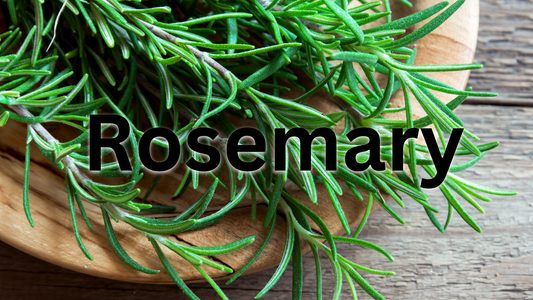 Learn the Herb: Rosemary (Rosmarinus officinalis) 🌿