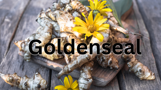 Learn the Herb: Goldenseal (Hydrastis canadensis) 🌿
