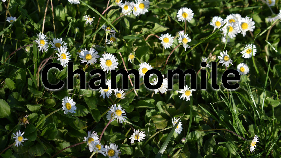 Learn the Herb: Chamomile (Matricaria chamomilla) 🌿