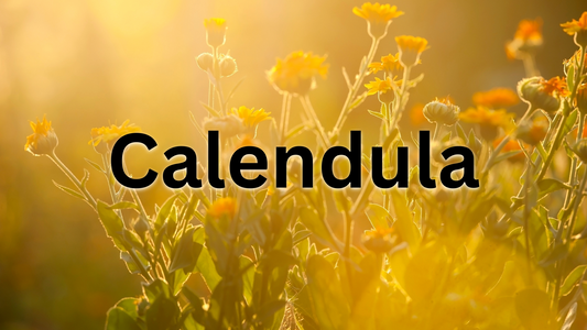 Learn the Herb: Calendula (Calendula officinalis) 🌿