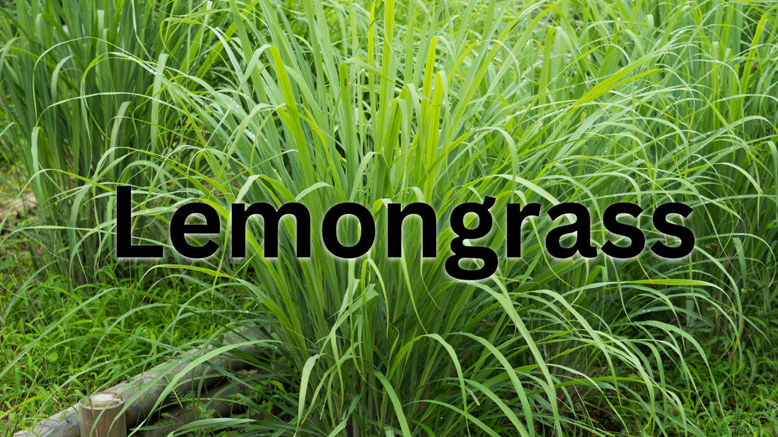 Learn the Herb: Lemongrass (Cymbopogon citratus) 🌿