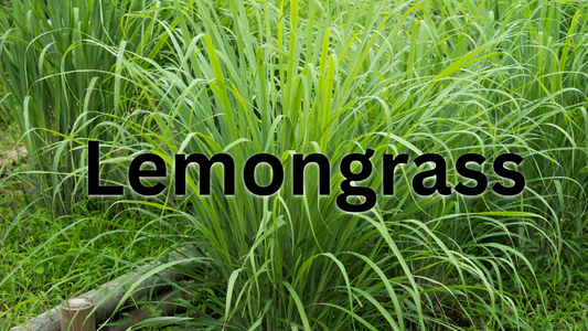 Learn the Herb: Lemongrass (Cymbopogon citratus) 🌿